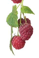 Ripe raspberries on a branch close-up on a white background