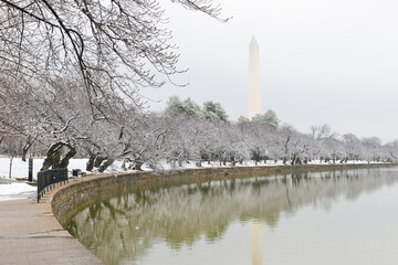 Washington DC in snow - Washington Monument and snow covered cherry trees at tidal basin area -...