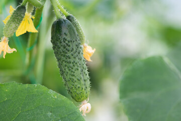 Branch of farm green cucumbers