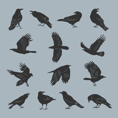 Crow silhouettes. Flying dark mystical ghotic birds with feathers recent vector illustrations set