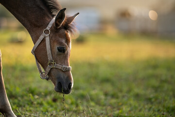 Dark brown Arabian horse foal grazing over green grass field, closeup detail to head