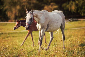 Obraz na płótnie Canvas White Arabian horse walking on green grass field, blurred brown foal background