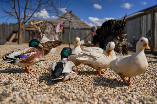 Group of ducks on small round stones ground, blurred farm background, close detail, shallow depth field photo