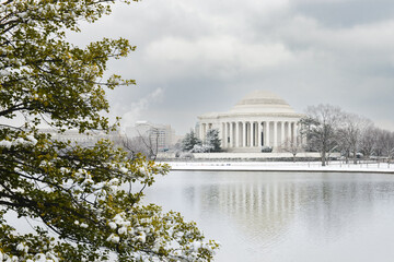 Washington DC in the snow - Jefferson Memorial and snow covered cherry trees at tidal basin - Washington DC United States