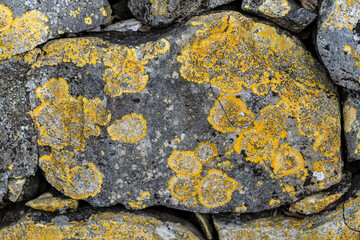 Lichen sur pierre