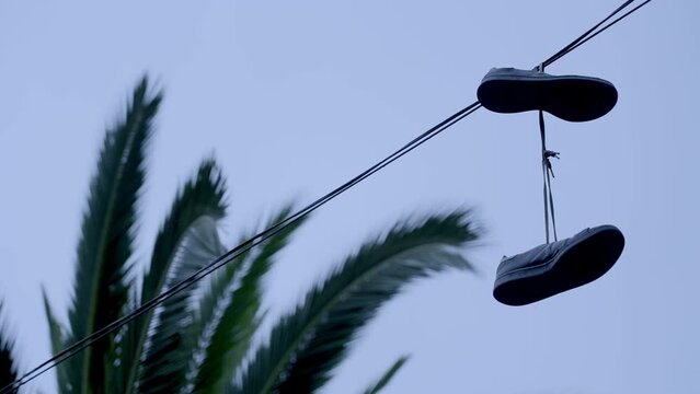 Slippers with palm tree back.