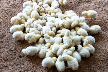 A flock of few days old baby chicken eating feed from floor in the farm. Poultry farm with chicken. Husbandry