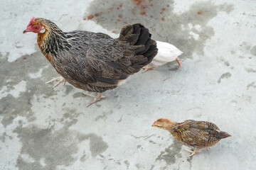 A black mother chicken and two baby chicken walking in the yard.