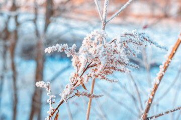 Golden dry grass on blue snowy background. Abstract natural scene. Beautiful nature with neutral colors. Minimal style, trend concept. Quiet atmospheric mood. Cold weather. Plant covered by hoarfrost