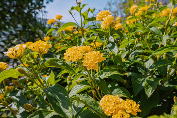 Common Lantana blooming plant in park or garden. Pollen and herbal concept