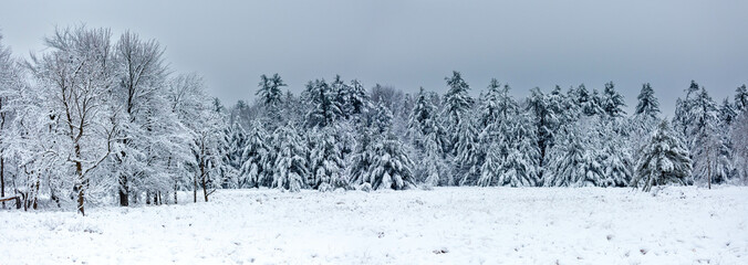Snow covered pine and hardwood trees in Wisconsin
