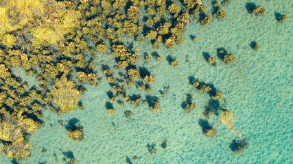 Sea weed under water surface in ocean. Green Marine grass in blue sea.