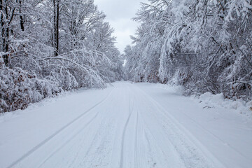 Wisconsin snow covered road and forest in December