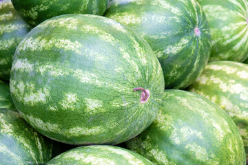 Many big sweet green watermelons