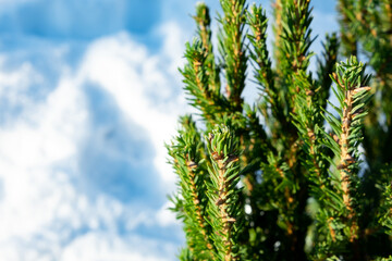 Spruce tree branches on white snowy background. Frozen plant side view. Copy space. Winter season forest details. Beauty in nature. Frosty sunny weather day. Atmospheric mood. New Year holiday symbol