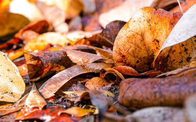 A feast of colorful leaves lay on the ground. Fall and winter relaxing image with natural earthy colors.