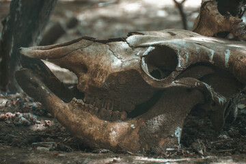 the skull of a wild animal