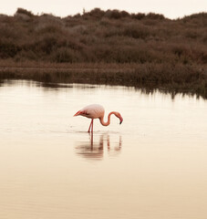 Wild Lonely flamingo on a lake 