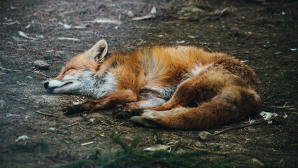 the fox sleeps on the ground
