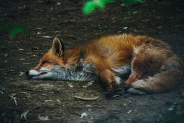 the fox sleeps on the ground