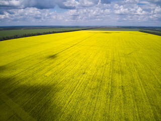 Obraz premium Aerial shot of beautiful cultivated landscape with rapeseed, wheat and corn crop fields