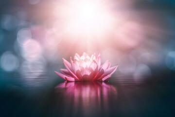 waterlily or lotus flower in the sunlight, bokeh background and Blur effect with shallow depth of field - obrazy, fototapety, plakaty