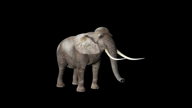Elephant Eating Transparent Alpha Animation