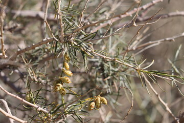 Tan mature small ovate trichomatic indehiscent legume fruit of Psorothamnus Schottii, Fabaceae, native shrub in the Borrego Valley Desert, Autumn.