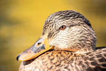 Close-up pato