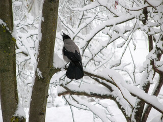 Crow on snow covered branches