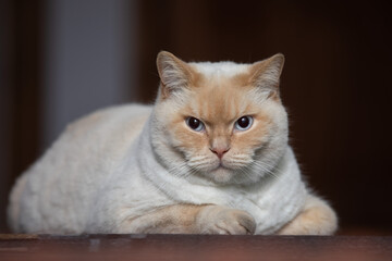 A charming British cat likes to make a lot of photos for photos