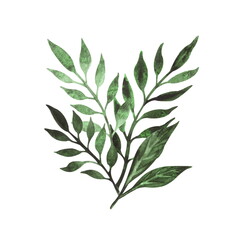 Hand-drawn watercolor illustration. An elegant composition of exotic tropical leaves isolated on a white background.