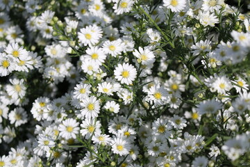 Obraz premium daisies in a field