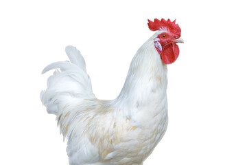 White rooster with bright red comb. Isolated png with transparency