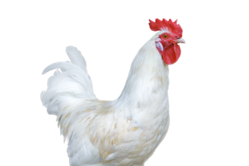 White rooster with bright red comb. Isolated png with transparency