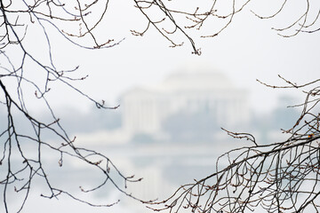 Washington DC in the winter- Jefferson Memorial and  cherry trees at tidal basin in a foggy day - Washington DC United States