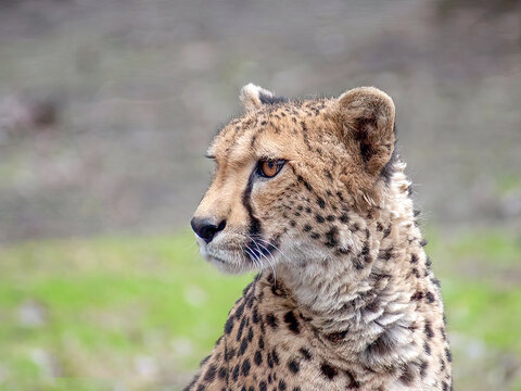 gepard