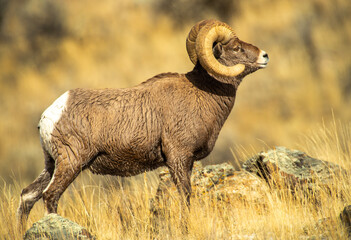 Obraz premium Big Horn Sheep