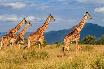Group of giraffes walking in Ngorongoro Conservation Area in Tanzania. Wildlife of Africa