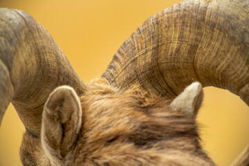 Big Horn Sheep