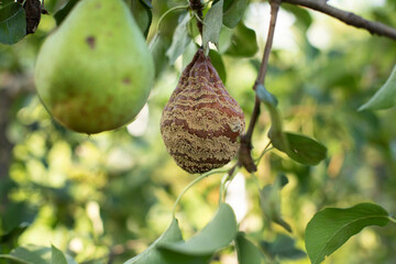 Branch with rotten pear, monilinia fructigena infestation, fruit disease monilinia laxa plant...