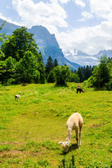Fototapeta premium Alpaca grazing in green alpine meadow in Switzerland