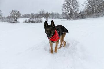 Schäferhund