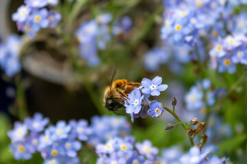 Biene