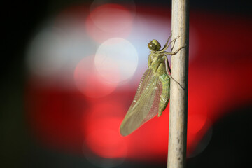 Dragonfly that turns from the pupa into the insect
