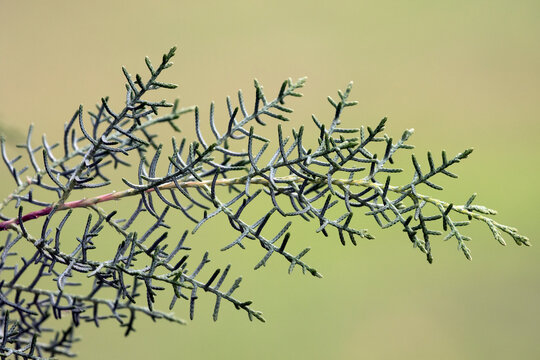 A twig of Arizona cypress (Cupressus arizonica).