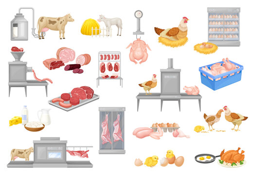 Automated Meat Production Process with Equipment and Beef and Chicken Product Big Vector Set