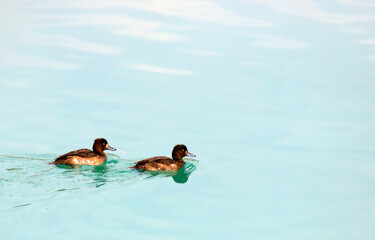 Two female tufted ducks (or tufted pochards), a small diving duck with a population of close to one million birds, found in northern Eurasia.