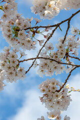 Beautiful branches of white sakura blossoms in full bloom on the tree under the bright blue sky in spring.