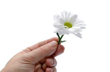 Hand holding a daisy on a white background